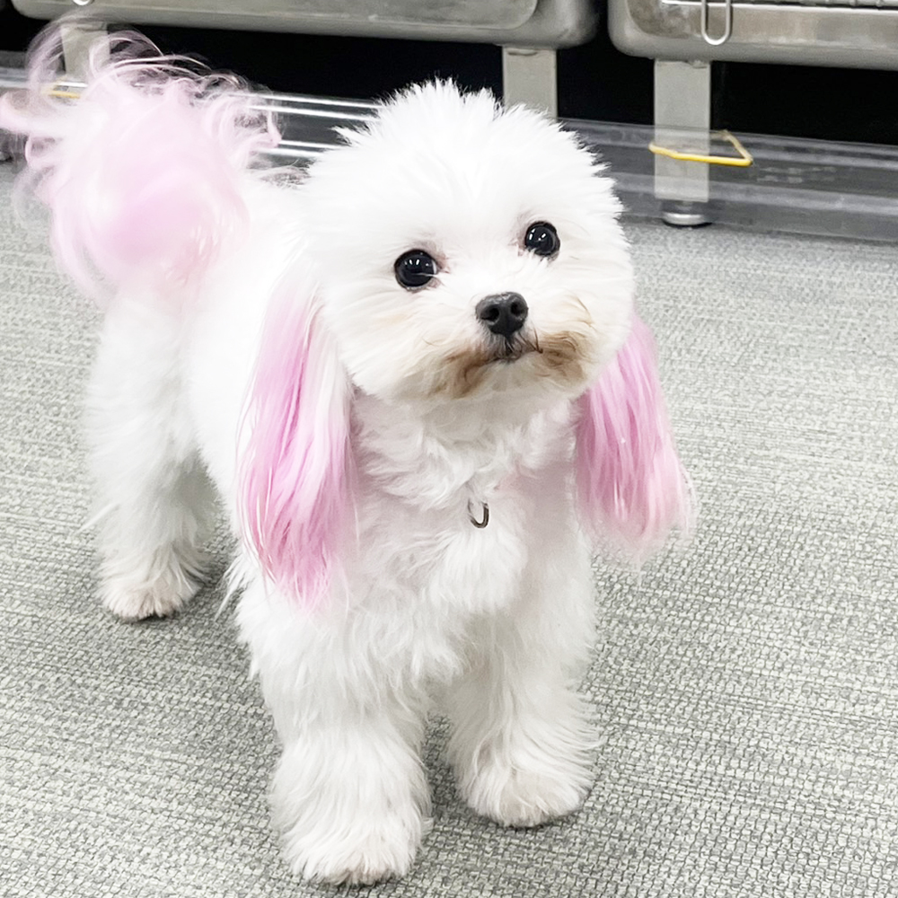 ☆生徒が撮影したモデル犬☆